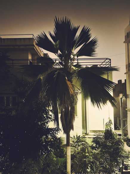 The resident palm tree.
